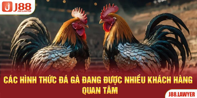 Các hình thức đá gà đang được nhiều khách hàng quan tâm