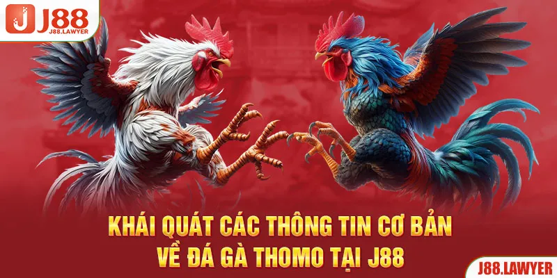 Khái quát các thông tin cơ bản về đá gà Thomo tại J88